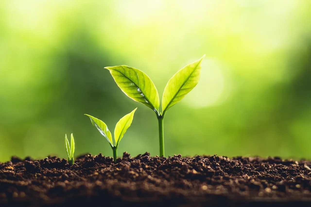 The Angel Loop - Baumwachstum in drei Schritten in der Natur und schönes Morgenlicht